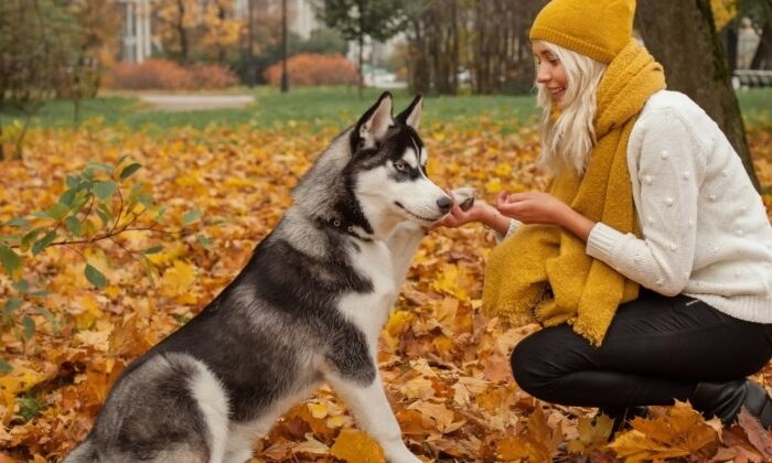 Une femme dressant un chien Husky
