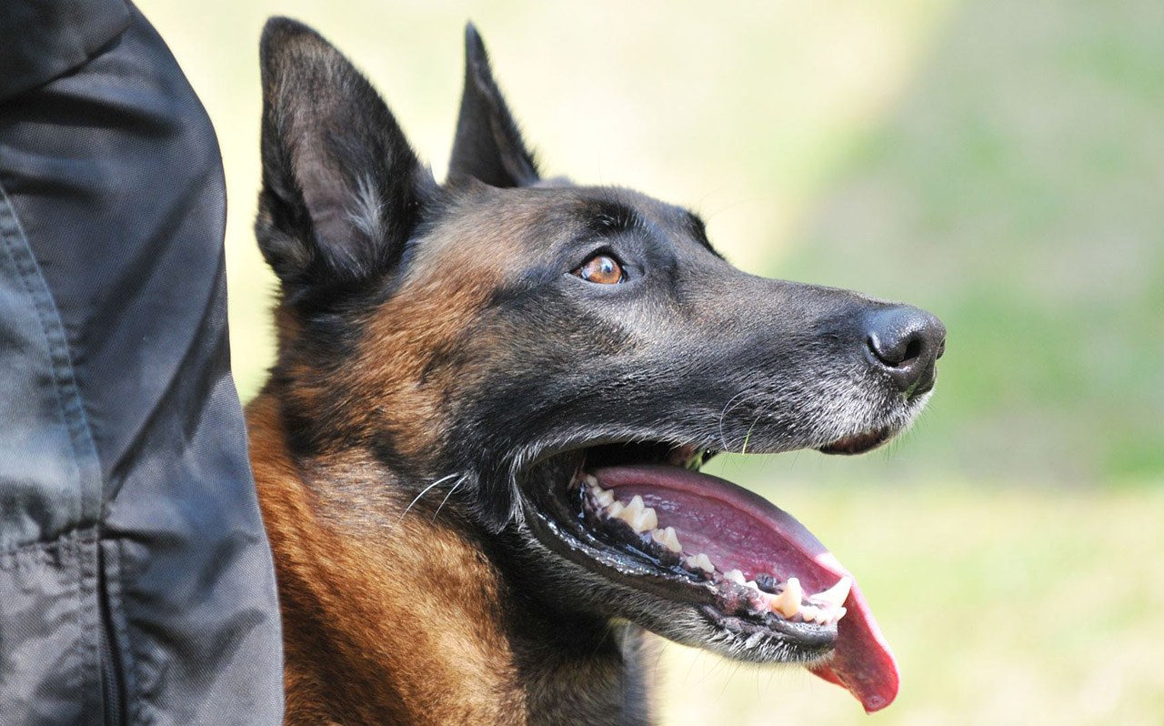 Dressage malinois: prix et conseils
