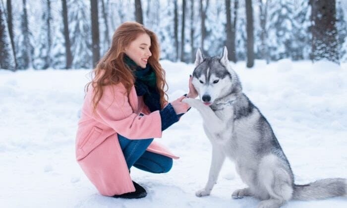 Une femme dressant un chien Husky
