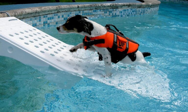 Un chien montant une rampe dans une piscine